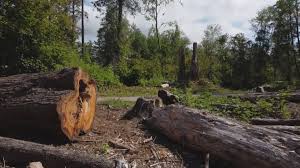 Seasonal Cleanup (Spring/Fall) in Fremont, IN