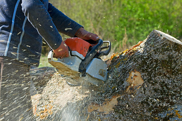 Best Palm Tree Trimming  in Fremont, IN