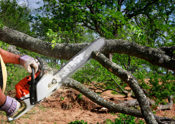 Best Arborist Consultation Services  in Fremont, IN